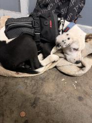 Lost Male Dog last seen Trinity park road and hornets nest park, Charlotte, NC 28216