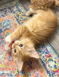 Shelter Stray Male Cat last seen Near BLOCK W BAYAUD AVE, DENVER CO 80223, Denver, CO 80223