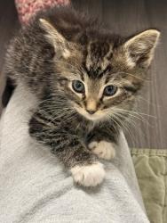 Shelter Stray Male Cat last seen Near BLOCK W BAYAUD AVE, DENVER CO 80223, Denver, CO 80223