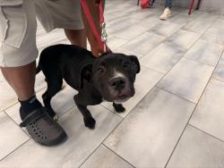 Shelter Stray Female Dog last seen CHARLOTTE, Charlotte, NC 28217