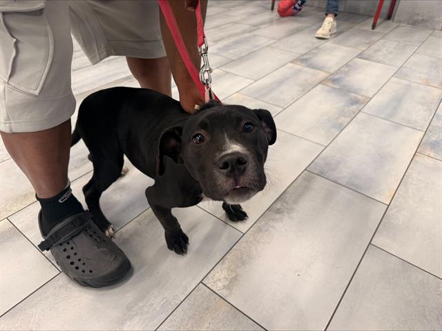 Shelter Stray Female Dog last seen CHARLOTTE, Charlotte, NC 28217
