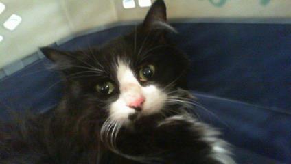 Shelter Stray Female Cat last seen MATTHEWS, Charlotte, NC 28217