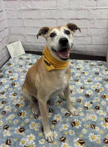Shelter Stray Male Dog last seen Near BLOCK CHATHAM ST, DETROIT MI 48223, 7401 Chrysler Dr, Detroit, MI 48211, USA