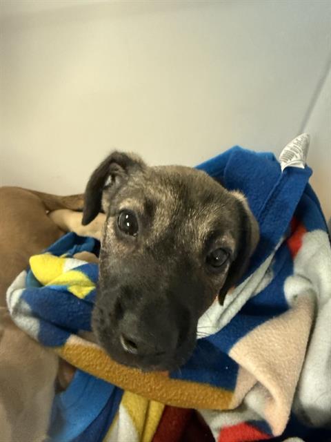 Shelter Stray Female Dog last seen Near BLOCK NW 64 ST, Doral, FL 33122