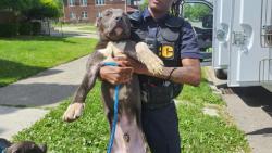 Shelter Stray Male Dog last seen Near BLOCK W GRAND ST, DETROIT, MI, Detroit, MI 48211