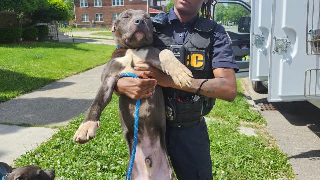 Shelter Stray Male Dog last seen Near BLOCK W GRAND ST, DETROIT, MI, Detroit, MI 48211