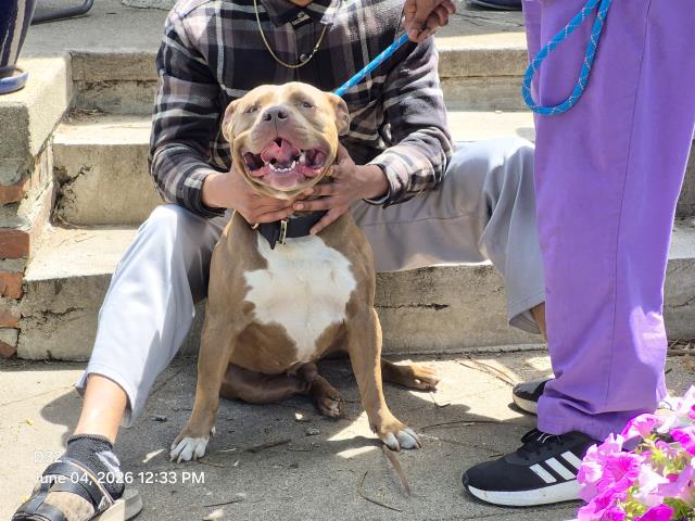 Shelter Stray Male Dog last seen Near BLOCK ROBSON ST, DETROIT, MI 48227, Detroit, MI 48211