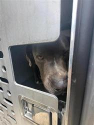 Shelter Stray Male Dog last seen Near BLOCK RADA, San Antonio, TX 78227