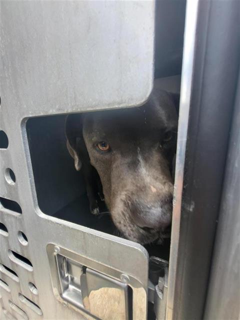 Shelter Stray Male Dog last seen Near BLOCK RADA, San Antonio, TX 78227