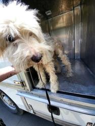 Shelter Stray Male Dog last seen Near BLOCK RAYBURN, San Antonio, TX 78227