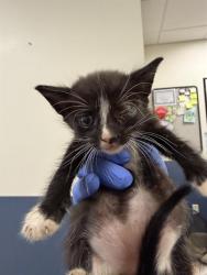 Shelter Stray Male Cat last seen Near BLOCK NW 79 AVE, Doral, FL 33122