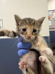 Shelter Stray Female Cat last seen Near BLOCK NW 79 AVE, Doral, FL 33122