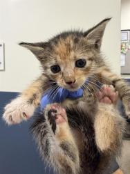 Shelter Stray Female Cat last seen Near BLOCK NW 79 AVE, Doral, FL 33122