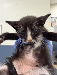 Shelter Stray Male Cat last seen Near BLOCK NW 79 AVE, Doral, FL 33122