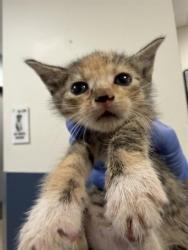 Shelter Stray Female Cat last seen Near BLOCK NW 79 AVE, Doral, FL 33122