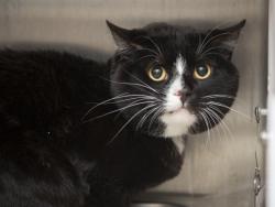 Shelter Stray Male Cat last seen 28TH AVE BETWEEN PEORIA AND CACTUS, Phoenix, AZ 85008