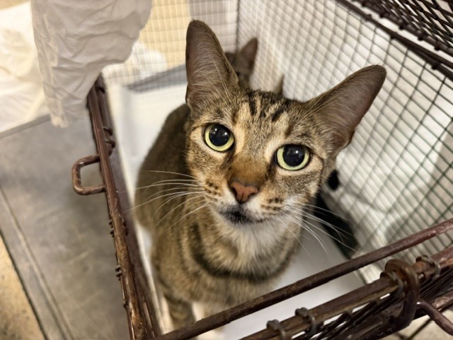Shelter Stray Female Cat last seen Near BLOCK NW SOUTH RIVER DR, Doral, FL 33122