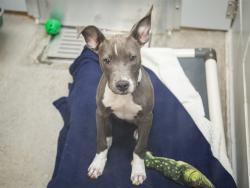 Shelter Stray Female Dog last seen WATSON RD, YUMA RD, Phoenix, AZ 85008