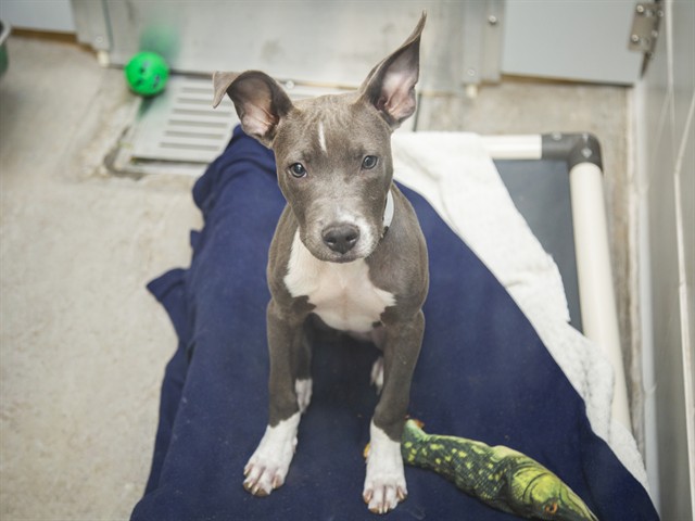 Shelter Stray Female Dog last seen WATSON RD, YUMA RD, Phoenix, AZ 85008
