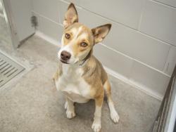 Shelter Stray Female Dog last seen BORADWAY AND APACHE, Phoenix, AZ 85008