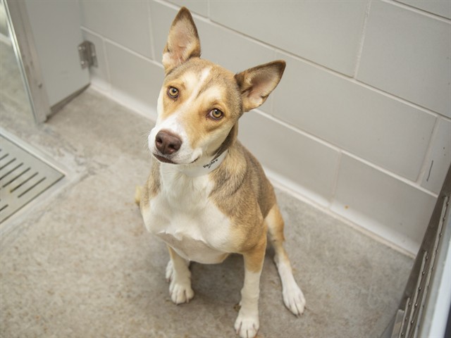 Shelter Stray Female Dog last seen BORADWAY AND APACHE, Phoenix, AZ 85008