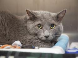 Shelter Stray Male Cat last seen Near BLOCK S HARDY DR, Phoenix, AZ 85008