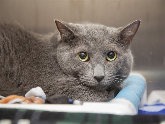 Shelter Stray Male Cat last seen Near BLOCK S HARDY DR, Phoenix, AZ 85008