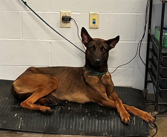 Shelter Stray Female Dog last seen N LINDBERGH BLVD/63042, Olivette, MO 63132