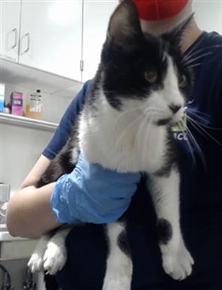 Shelter Stray Male Cat last seen WOOLSEY/BOWDOIN, San Francisco, CA 94103