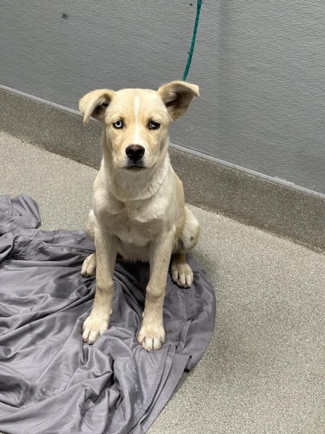 Shelter Stray Female Dog last seen Near BLK UPLAND DR, Las Vegas, NV 89101