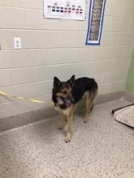 Shelter Stray Male Dog last seen SCHUMAKER RD AND E 104TH AVE, Brighton, CO 80601