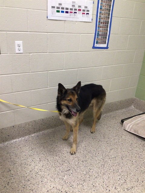 Shelter Stray Male Dog last seen SCHUMAKER RD AND E 104TH AVE, Brighton, CO 80601