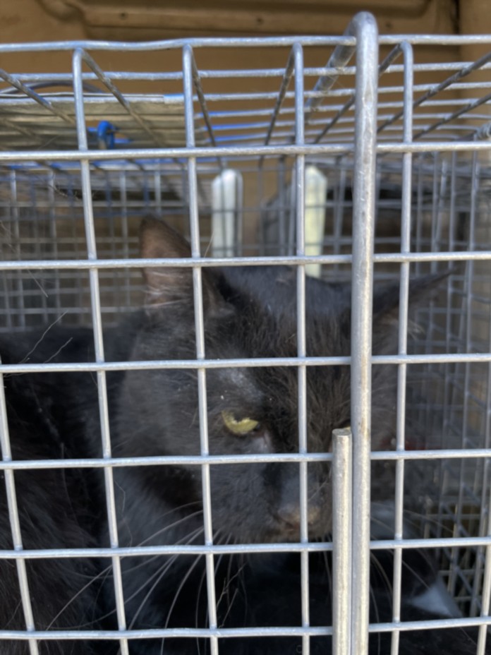 Shelter Stray Unknown Cat last seen Near BLOCK GIPSY AVE, LAS VEGAS NV 89107, Las Vegas, NV 89101