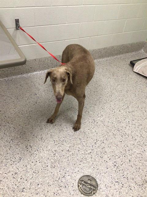 Shelter Stray Female Dog last seen SCHUMAKER RD AND E 104TH AVE, Brighton, CO 80601