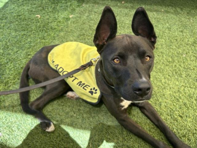 Shelter Stray Male Dog last seen Near BLOCK COWBOY LN ESPANOLA NM 87532, 100 Caja Del Rio Rd, Santa Fe, NM 87507, USA