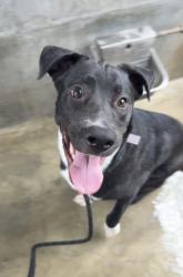 Shelter Stray Male Dog last seen , Los Angeles, CA 90047