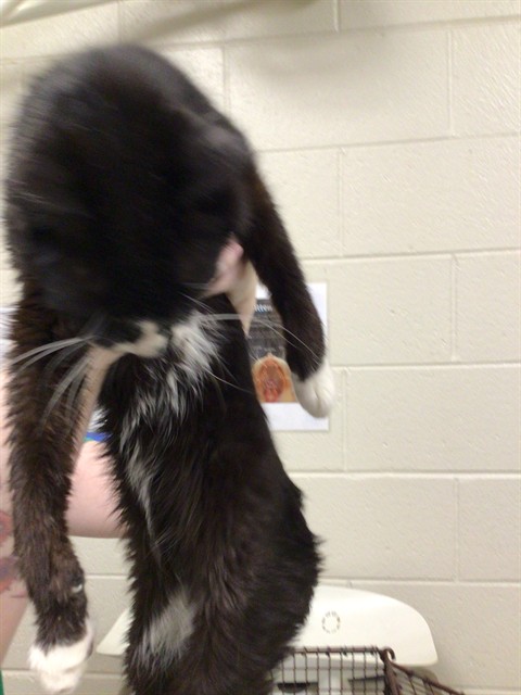 Shelter Stray Male Cat last seen Near BLOCK WASHINTON CENTER PKWY #110, Brighton, CO 80601