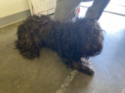 Shelter Stray Male Dog last seen , Los Angeles, CA 90047