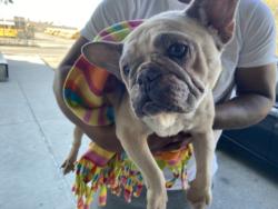 Shelter Stray Female Dog last seen , Los Angeles, CA 90047
