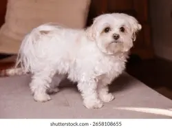 Lost Male Dog last seen Near FORT  HILL, Groton, CT 06340