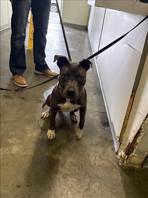 Shelter Stray Female Dog last seen , Los Angeles, CA 90047
