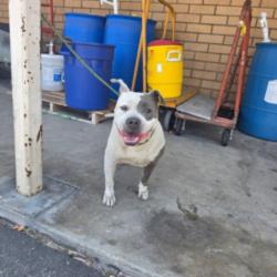 Shelter Stray Female Dog last seen , Los Angeles, CA 90031