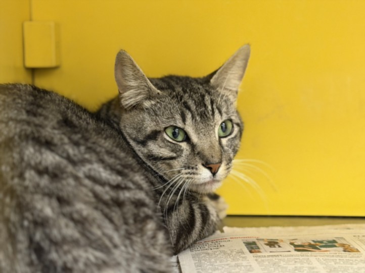 Shelter Stray Male Cat last seen , 3201 Lacy St, Los Angeles, CA 90031, USA