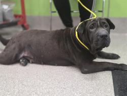 Shelter Stray Female Dog last seen Near BLOCK BERRY BLVD, Watterson Park, KY 40218
