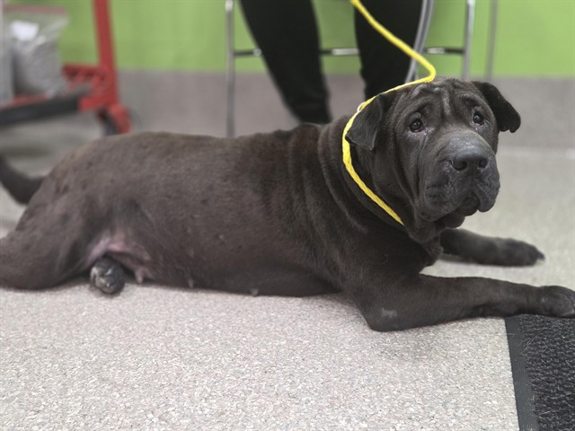 Shelter Stray Female Dog last seen Near BLOCK BERRY BLVD, Watterson Park, KY 40218