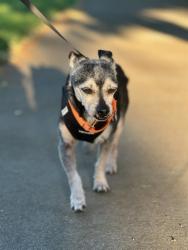 Shelter Stray Male Dog last seen MARITIME DR / HARBOUR POINT DR, Elk Grove, CA 95624