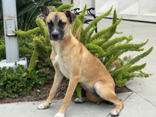 Shelter Stray Female Dog last seen , San Pedro, CA 90731
