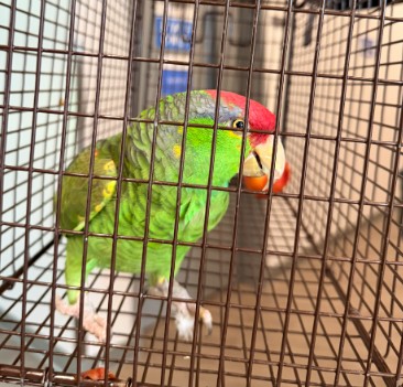 Shelter Removed Unknown Bird last seen NIGHTMIST/SAND CANYON, Irvine, CA 92618