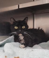 Shelter Stray Female Cat last seen ST CHARLES CO, St. Peters, MO 63376