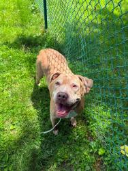 Shelter Stray Male Dog last seen OFALLON, St. Peters, MO 63376